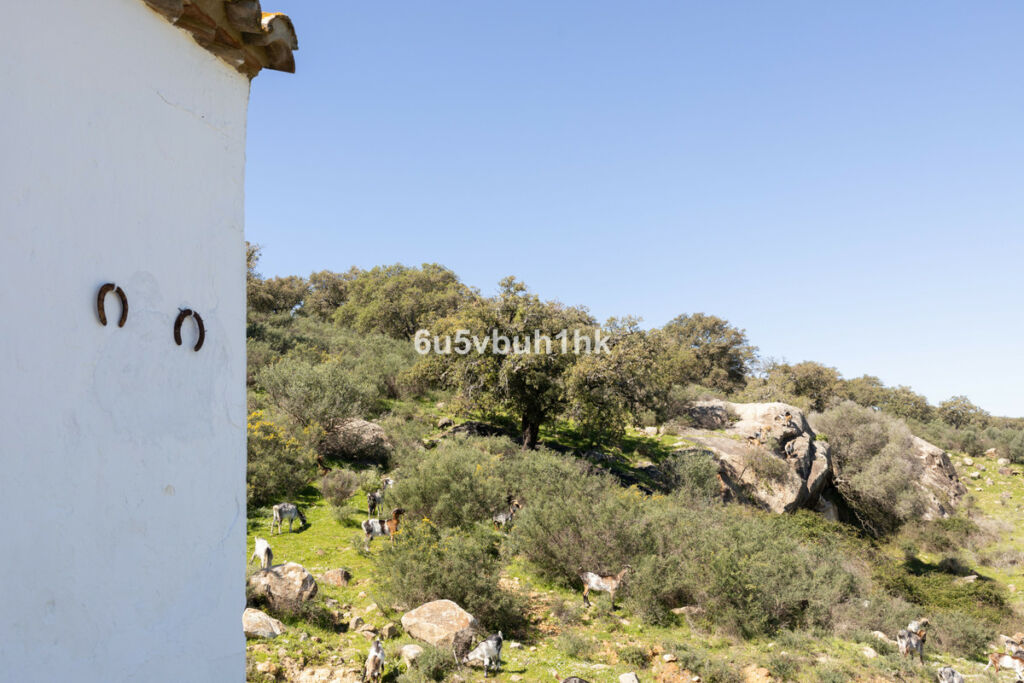 Finca - Cortijo Jimena de la Frontera Cádiz - zdjęcie 49