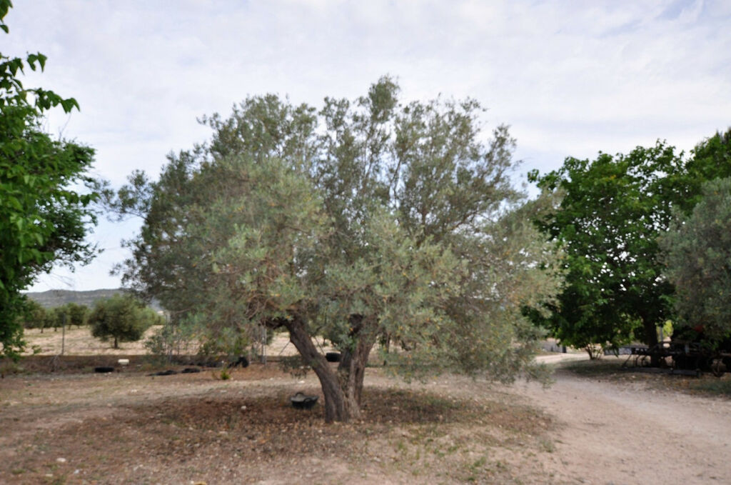 Finca - Cortijo Salinas Alicante - image 14