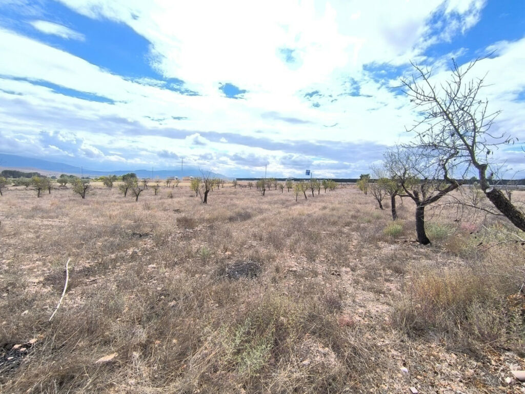 Finca - Cortijo Yecla Murcia - imagen 14