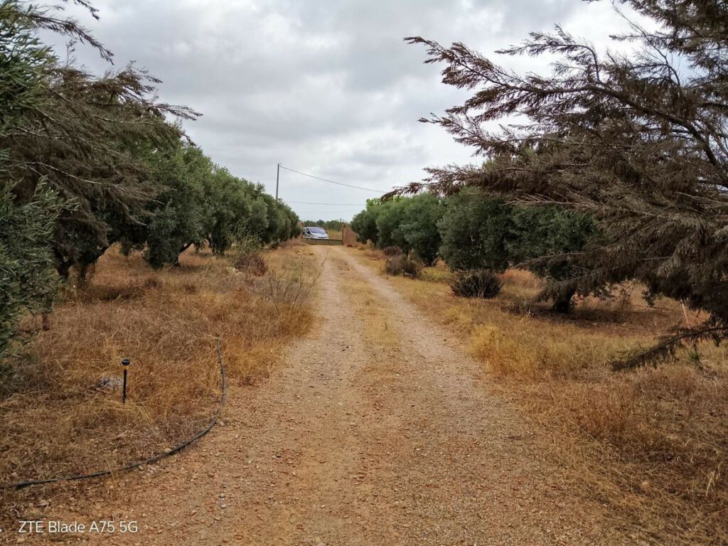 Finca - Cortijo La Magdalena Murcia - imagen 4
