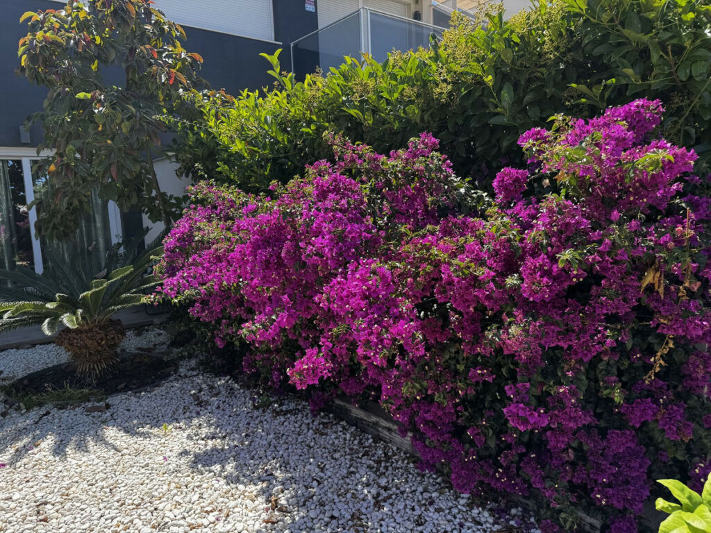Ground Floor Apartment Torrevieja Alicante - imagen 44