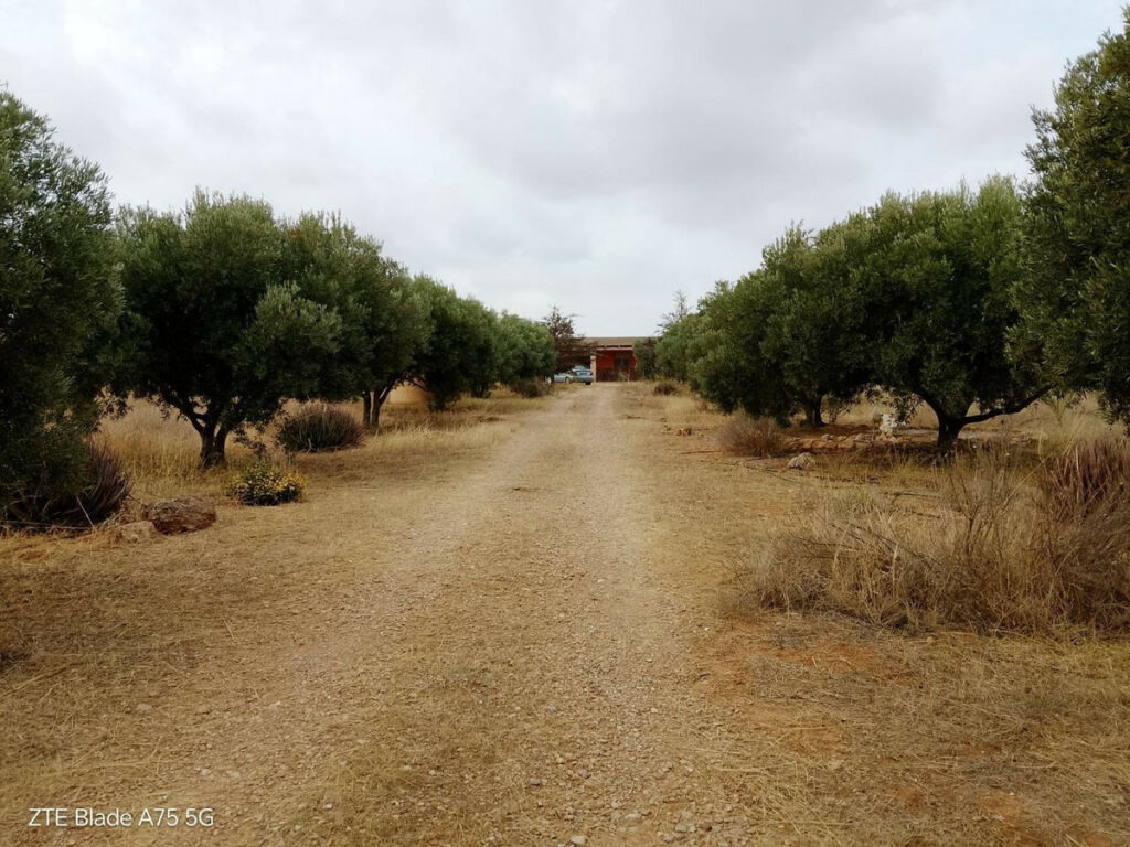 Finca - Cortijo La Magdalena Murcia - imagen 5