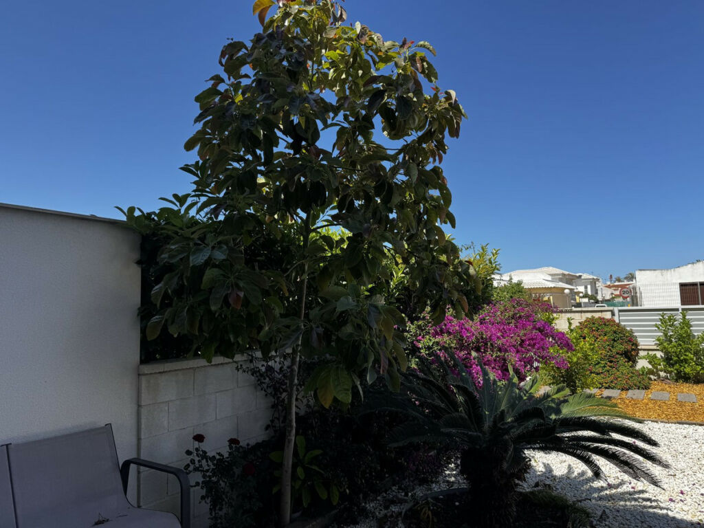Ground Floor Apartment Torrevieja Alicante - imagen 5