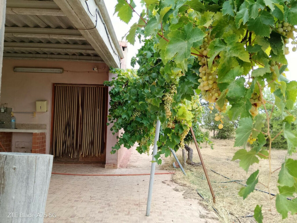 Finca - Cortijo La Magdalena Murcia - imagen 8