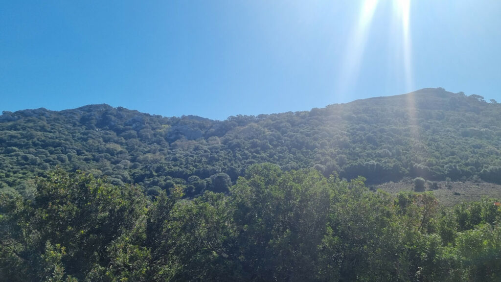 Finca - Cortijo Castellar de la Frontera Cádiz - imagen 16