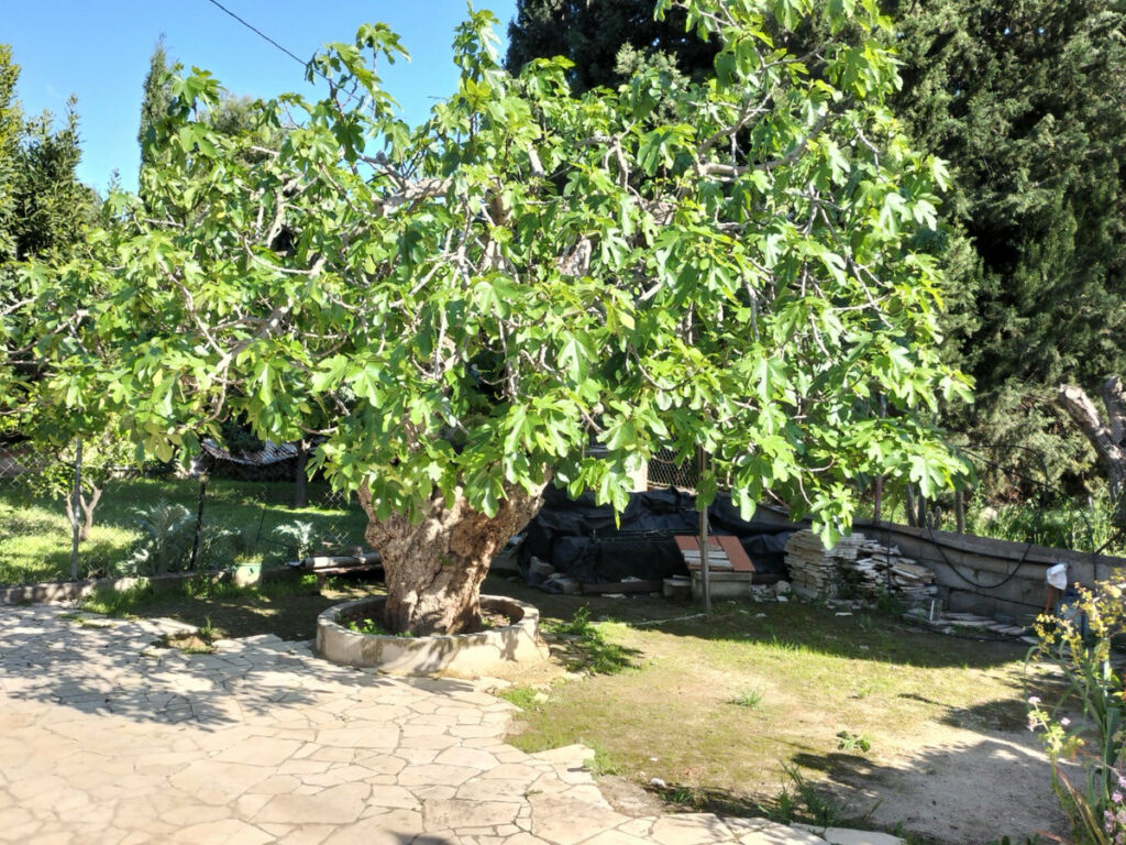 Detached Villa Elda Alicante - Bild 17