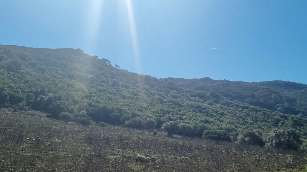 Finca - Cortijo Castellar de la Frontera Cádiz - imagen 17